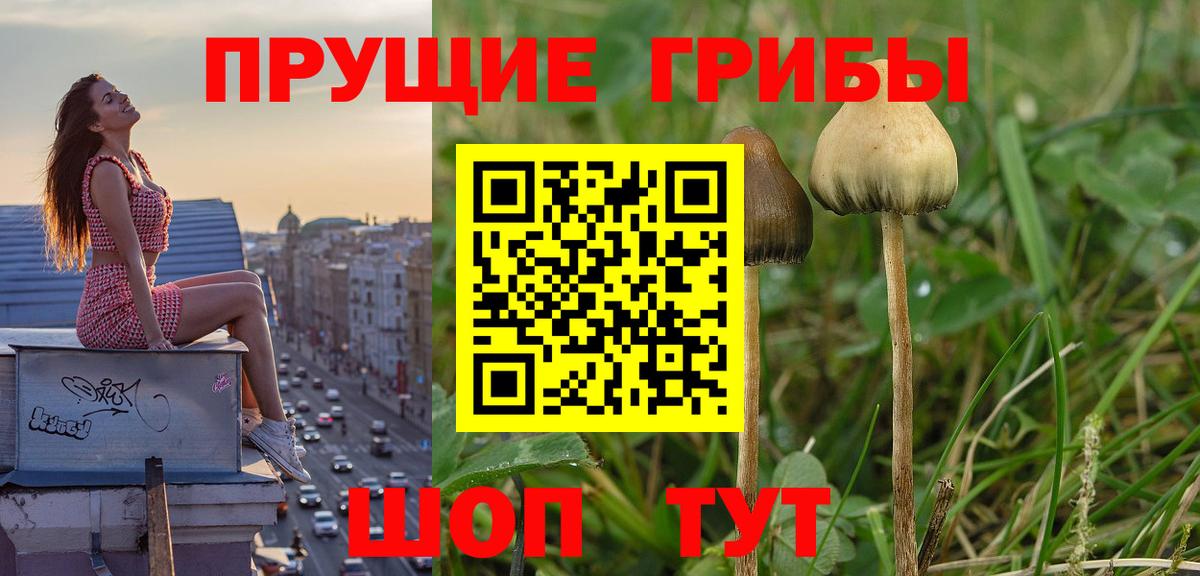 Псилоцибиновые грибы ЛСД  Вход с VPN  хочу   Бердск 