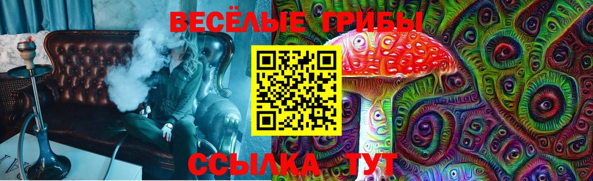 Псилоцибиновые грибы Psilocybe Бердск