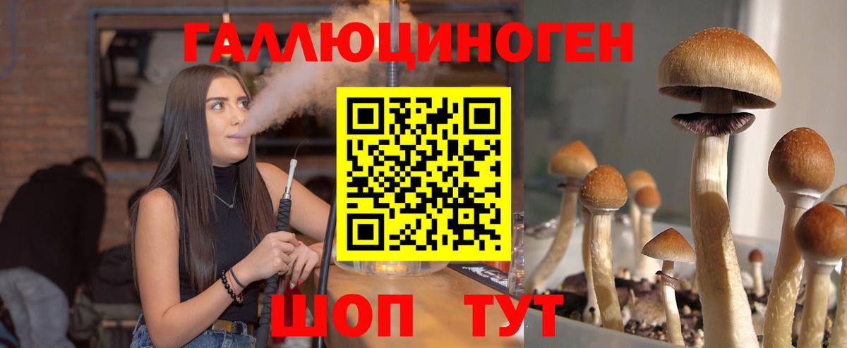 цена наркотик  Бердск  Галлюциногенные грибы мицелий  Псилоцибиновые грибы Cubensis 